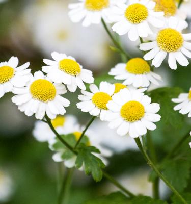 The best tea for a better sleep - Calming Chamomile